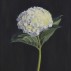Ron Milewicz, Garden Flower, 2013. Oil on linen, 16 x 12 inches. Courtesy of Elizabeth Harris Gallery