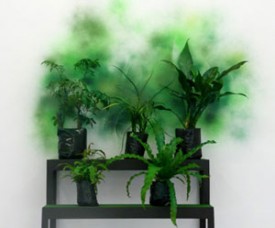 Ishmael Randall, Untitled, 2009. Live plants, spray paint, and wood, Stand dimensions 54 x 34 x 15 inches, Courtesy of Eleven Rivington