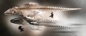 Gabriel Orozco, Installation view of Mobile Matrix (2006) at The Museum of Modern Art, New York. Graphite on gray whale skeleton, 77-1/4" x 35’ 8 ¾” x 104-¾". Biblioteca Vasconcelos, Mexico City, Photograph by Charles Watlington