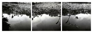 Deborah Garwood, Evans Pond, July 23, 2003 (3-part suite), 2003. Selenium toned gelatin silver prints, 18 x 18 inches each image, each sheet 24 x 20 inches. Courtesy of the Artist
