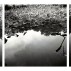 Deborah Garwood, Evans Pond, July 23, 2003 (3-part suite), 2003. Selenium toned gelatin silver prints, 18 x 18 inches each image, each sheet 24 x 20 inches. Courtesy of the Artist