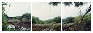 Deborah Garwood, Evans Pond, May 19, 2007 (3-part suite), 2009. Selenium toned gelatin silver prints, 18 x 18 inches each image, each sheet 24 x 20 inches. Courtesy of the Artist