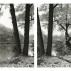 Deborah Garwood, Evans Pond, November 17, 2008 (2-part suite), 2009. Selenium toned gelatin silver prints, 21-1/2 x 16-3/4 inches each image, each sheet 24 x 20 inches. Courtesy of the Artist