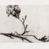 Jane Joseph, Sycamore, 2001. Drypoint, 10.5 x 14.1 cm. Courtesy of the Artist