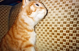 Sophie Calle, The Room, 2011. Lowell Hotel, October 2011. Photograph © Robin Siegel.