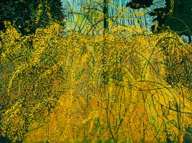 Margaret Grimes, Forsythia II, 2003. Oil on linen, 54 x 72 inches. Courtesy of the Artist