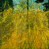 Margaret Grimes, Forsythia II, 2003. Oil on linen, 54 x 72 inches. Courtesy of the Artist