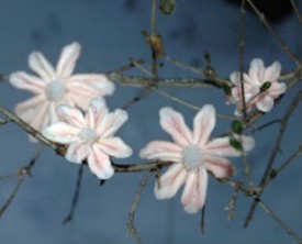 Heide Hatry, Parvolae partes ventris tauri, linguae anitum, 2009. Ciba Chrome Print . Courtesy of the Artist