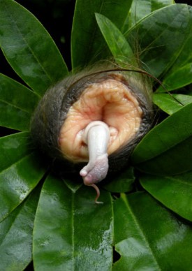 Heide Hatry, Vagina vaccae, penis arietis Ciba Chrome Print, 2011. Courtesy of the Artist