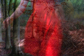 Helen Sear, The Company of Trees, 2015. Video projection, still. © Helen Sear.