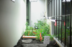 Ellie Irons, Sanctuary for Weedy Species (A Winter Respite for Urban-Dwelling Plants and Humans), 2015. Soil, plants collected in or sprouted from Bushwick’s urban soil, didactic material. Dimensions variable. Courtesy the artist. Photo: Taylor Dafoe.
