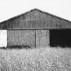 Ellsworth Kelly, Barn, Southampton, 1968. Gelatin silver print, 8-1/2 x 13 inches. Courtesy of Matthew Marks Gallery