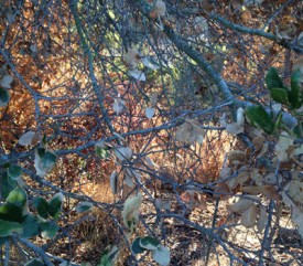 Nathaniel Dorsky, Autumn, 2016. Silent 16mm color film, TRT: 26:00. Courtesy of the artist and New York Film Festival.