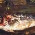 Chaim Soutine, The Fish, c. 1933. Oil on panel, 13-3/4 x 30-1/2 inches. Private European Collector, courtesy of the Jewish Museum. Artists Rights Society (ARS), New York/ADAGP, Paris